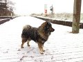 usedom2015 (1)